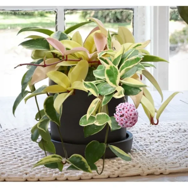 Cottage Farms Krimson Queen Hoya Live Plant w/ Ceramic Planter - glamourwo.com | ladies' apparel & accessories & shoes* Best