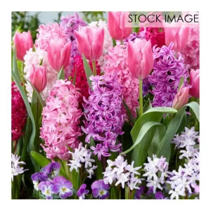 Van Zyverden 100 Days of Blooms Fragrant Pink Garden 25 Bulbs - glamourwo.com | ladies' apparel & accessories & shoes | Sale