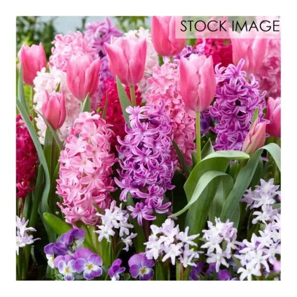 Van Zyverden 100 Days of Blooms Fragrant Pink Garden 25 Bulbs - glamourwo.com | ladies' apparel & accessories & shoes | Sale