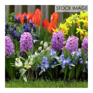 Van Zyverden 100 Days of Blooms Grow Anywhere Garden 25 Bulbs - glamourwo.com | ladies' apparel & accessories & shoes | Sale