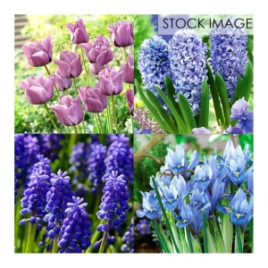 Van Zyverden 100 Days of Blooms Turquoise Garden 25 Bulbs - glamourwo.com | ladies' apparel & accessories & shoes | New