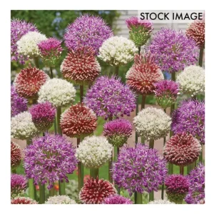 Van Zyverden Allium Blend For Collectors Set of25 bulbs - glamourwo.com | ladies' apparel & accessories & shoes | Flash Sale