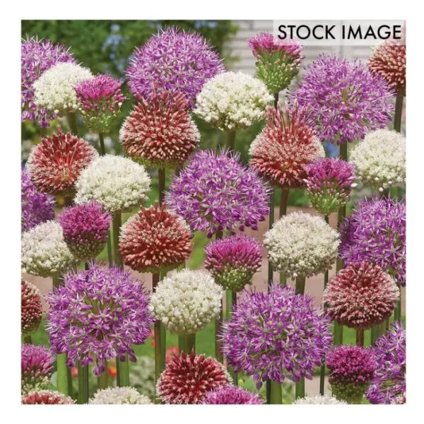 Van Zyverden Allium Blend For Collectors Set of25 bulbs - glamourwo.com | ladies' apparel & accessories & shoes | Flash Sale