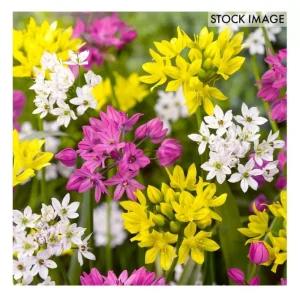 Van Zyverden Allium Blend Set of 100 bulbs - glamourwo.com | ladies' apparel & accessories & shoes | Discount