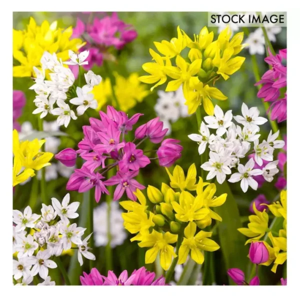 Van Zyverden Allium Blend Set of 100 bulbs - glamourwo.com | ladies' apparel & accessories & shoes | Discount