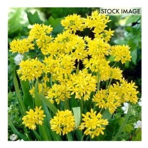 Van Zyverden Allium Collection Set of 150 bulbs - glamourwo.com | ladies' apparel & accessories & shoes | Outlet