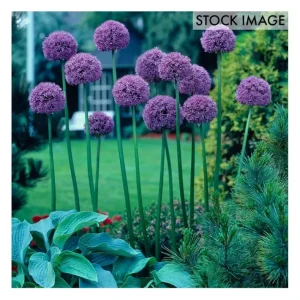 Van Zyverden Allium Giant Gladiator Set of 6 Bulbs - glamourwo.com | ladies' apparel & accessories & shoes | Discount