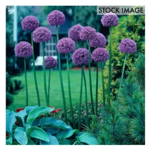 Van Zyverden Allium Giant Gladiator Set of 3 Bulbs - glamourwo.com | ladies' apparel & accessories & shoes | Best Sale