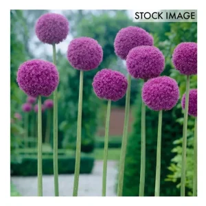 Van Zyverden Allium Giganteum Set of 1 Bulbs - glamourwo.com | ladies' apparel & accessories & shoes | Clearance