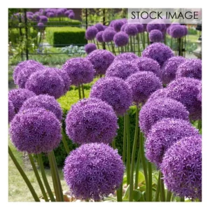 Van Zyverden Allium Globemaster Set of 3 Bulbs - glamourwo.com | ladies' apparel & accessories & shoes | New