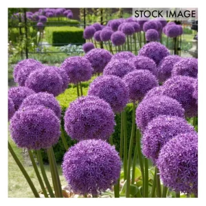 Van Zyverden Allium Globemaster Set of 1 Bulbs - glamourwo.com | ladies' apparel & accessories & shoes | Cheap
