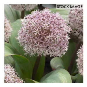Van Zyverden Allium Karataviense Set of 7 Bulbs - glamourwo.com | ladies' apparel & accessories & shoes | Best