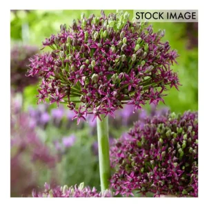 Van Zyverden Allium Magic Set of 3 Bulbs - glamourwo.com | ladies' apparel & accessories & shoes | Cheap