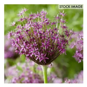 Van Zyverden Allium Miami Set of 12 Bulbs - glamourwo.com | ladies' apparel & accessories & shoes | Best