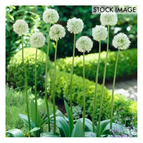 Van Zyverden Allium Mount Everest Set of 5 Bulbs - glamourwo.com | ladies' apparel & accessories & shoes | Discount