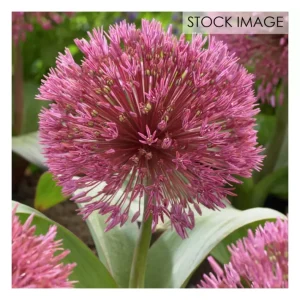 Van Zyverden Allium Nevskianum Set of 3 Bulbs - glamourwo.com | ladies' apparel & accessories & shoes | Clearance