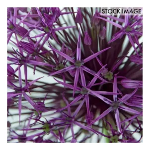 Van Zyverden Allium Purple Rain Set of 12 Bulbs - glamourwo.com | ladies' apparel & accessories & shoes | Best