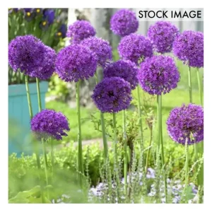 Van Zyverden Allium Purple Sensation Set of 12Bulbs - glamourwo.com | ladies' apparel & accessories & shoes | Best