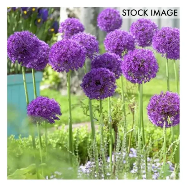 Van Zyverden Allium Purple Sensation Set of 12Bulbs - glamourwo.com | ladies' apparel & accessories & shoes | Best