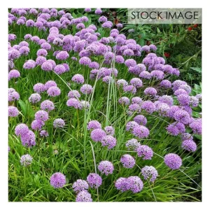 Van Zyverden Allium Rosy Dream Set of 12 Bulbs - glamourwo.com | ladies' apparel & accessories & shoes | Sale