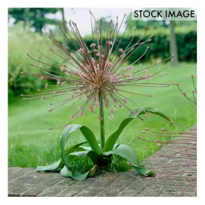 Van Zyverden Allium Schubertii Set of 3 Bulbs - glamourwo.com | ladies' apparel & accessories & shoes | Discount