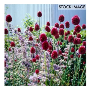 Van Zyverden Allium Sphaerocephalon Set of 25 Bulbs - glamourwo.com | ladies' apparel & accessories & shoes | Best Sale