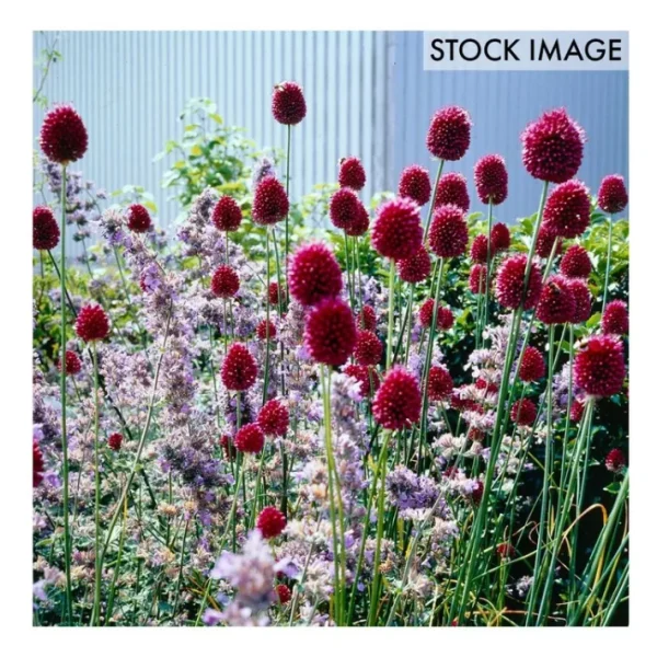 Van Zyverden Allium Sphaerocephalon Set of 25 Bulbs - glamourwo.com | ladies' apparel & accessories & shoes | Best Sale