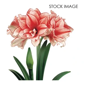 Van Zyverden Amaryllis African Collectors Series Joker 1 Bulb - glamourwo.com | ladies' apparel & accessories & shoes | Fashion