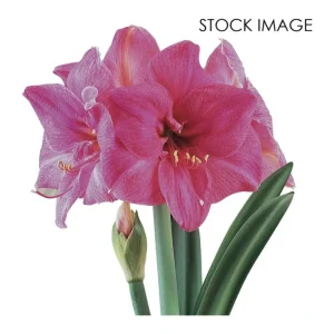 Van Zyverden Amaryllis African Milady Set of 1Bulb - glamourwo.com | ladies' apparel & accessories & shoes | Store