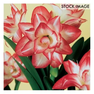 Van Zyverden Amaryllis Blossom Peacock Set of 1Bulb - glamourwo.com | ladies' apparel & accessories & shoes | Online