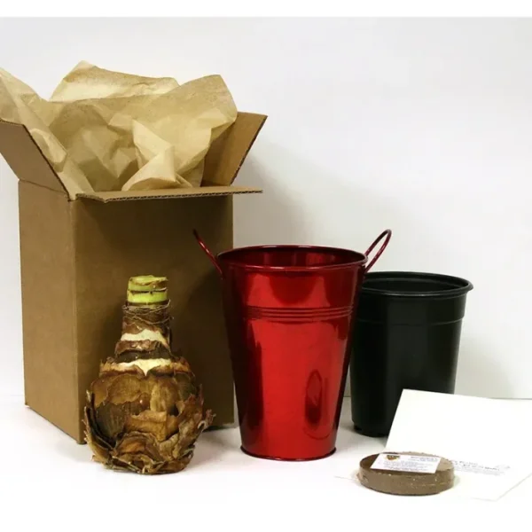 Van Zyverden Amaryllis Christmas Gift Artisan Decorative Pot - glamourwo.com | ladies' apparel & accessories & shoes | Shop