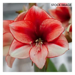 Van Zyverden Amaryllis Coral Beach Set of 1 Bulb - glamourwo.com | ladies' apparel & accessories & shoes | Outlet