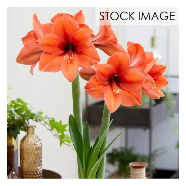 Van Zyverden Amaryllis Desire Set of 1 Bulb - glamourwo.com | ladies' apparel & accessories & shoes | Sale