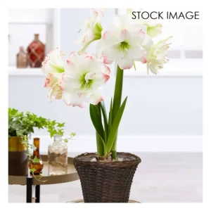 Van Zyverden Amaryllis Kit Amadeus Candy RoundRattan Basket - glamourwo.com | ladies' apparel & accessories & shoes | Clearance