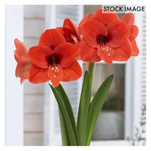 Van Zyverden Amaryllis Naranja Set of 1 Bulb - glamourwo.com | ladies' apparel & accessories & shoes | Shop