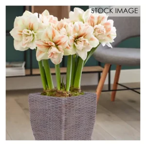 Van Zyverden Amaryllis Nymph Floor Planter Kit 3 bulbs - glamourwo.com | ladies' apparel & accessories & shoes | Hot