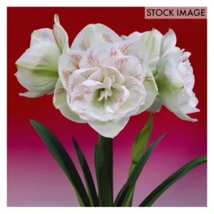 Van Zyverden Amaryllis Nymph Set of 1 Bulb - glamourwo.com | ladies' apparel & accessories & shoes | Clearance