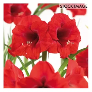 Van Zyverden Amaryllis Paperwhite Indoor Garden 13 bulbs - glamourwo.com | ladies' apparel & accessories & shoes | Outlet