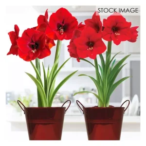 Van Zyverden Amaryllis Red Lion Duo Two Pack Kits - glamourwo.com | ladies' apparel & accessories & shoes | Discount