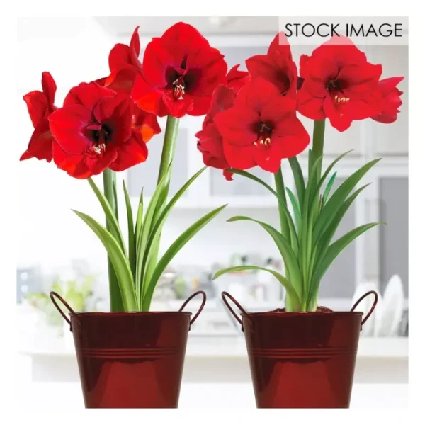 Van Zyverden Amaryllis Red Lion Duo Two Pack Kits - glamourwo.com | ladies' apparel & accessories & shoes | Discount