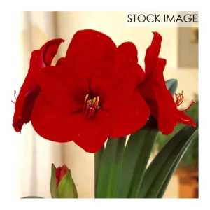Van Zyverden Amaryllis Sweet Valentine 1 Bulb - glamourwo.com | ladies' apparel & accessories & shoes | Discount
