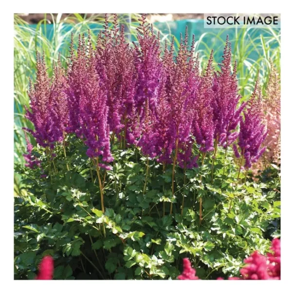Van Zyverden Astilbe Blackberry Cake Set of 3 roots - glamourwo.com | ladies' apparel & accessories & shoes | New