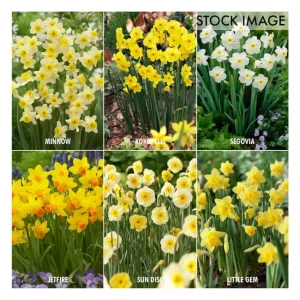 Van Zyverden Award Winning Deer-Resistant Daffodils Set of 30 - glamourwo.com | ladies' apparel & accessories & shoes | Outlet