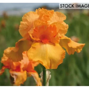 Van Zyverden Bearded Iris Firebreather Set of 3Roots - glamourwo.com | ladies' apparel & accessories & shoes | Best