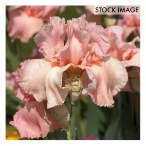 Van Zyverden Bearded Iris Pink Attraction Set of 3 roots - glamourwo.com | ladies' apparel & accessories & shoes | Discount