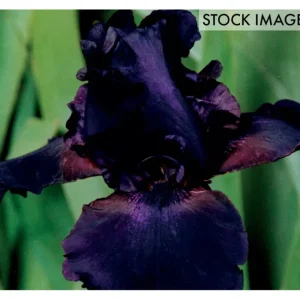 Van Zyverden Bearded Iris Superstition Set of 3Roots - glamourwo.com | ladies' apparel & accessories & shoes | New