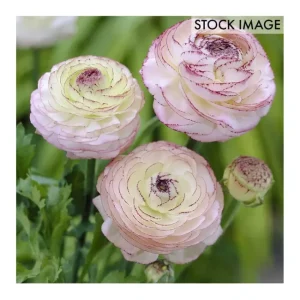 Van Zyverden Butter Cups Ranunculus CappuccinoSet of 7 Bulbs - glamourwo.com | ladies' apparel & accessories & shoes | Best Sale