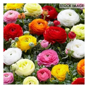 Van Zyverden Butter Cups Ranunculus Double Blooming Mixed 75c - glamourwo.com | ladies' apparel & accessories & shoes | Discount