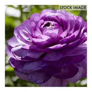 Van Zyverden Butter Cups Ranunculus Double Purple 7 Bulbs - glamourwo.com | ladies' apparel & accessories & shoes | Clearance