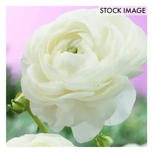Van Zyverden Butter Cups Ranunculus Snowstorm Set of 25 Bulbs - glamourwo.com | ladies' apparel & accessories & shoes | Best